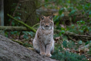 Luchs Jungtier