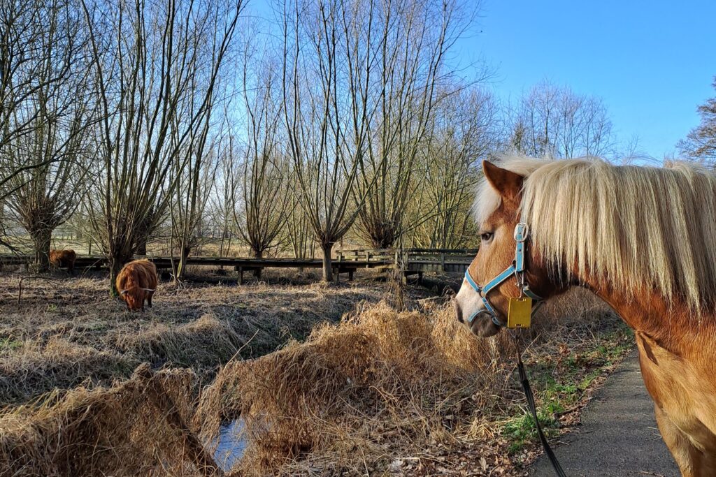Wandern mit Pferden_2©Sandra Goertz