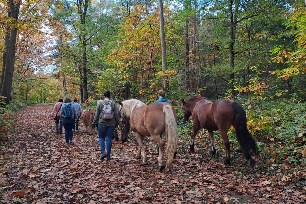 Wandern mit Pferden_4©Sandra Goertz