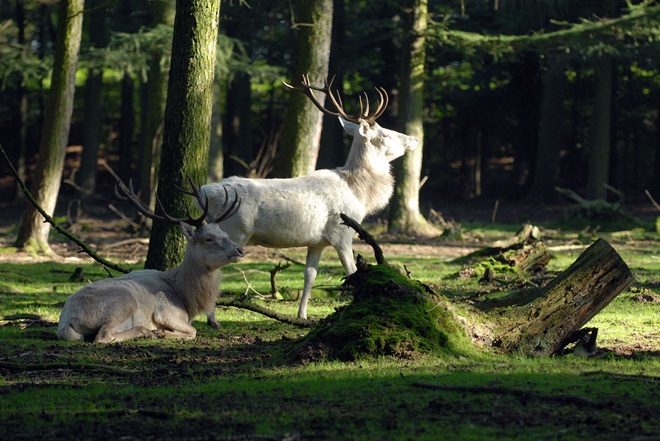 Weißer Rothirsch